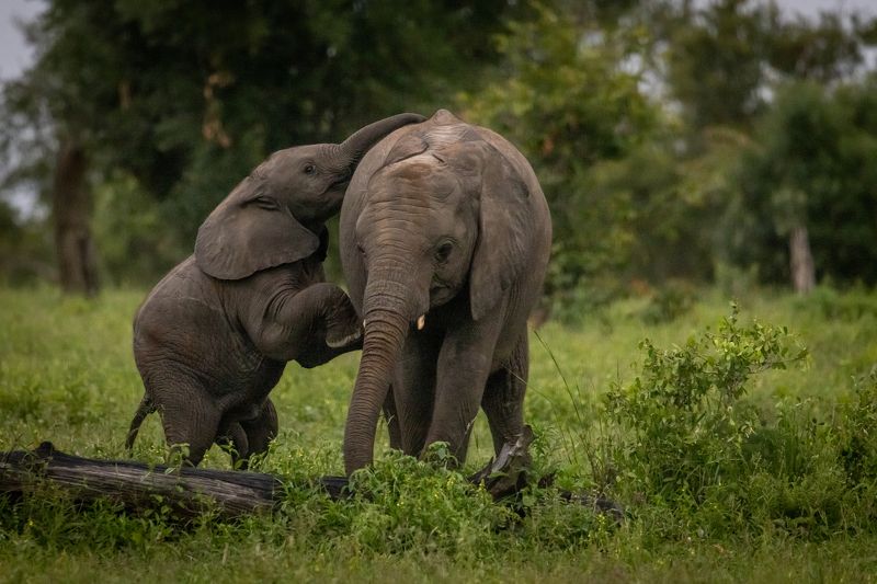 elephant, calf, calves, safari, south africa, mummals Elephant calves playingphoto preview