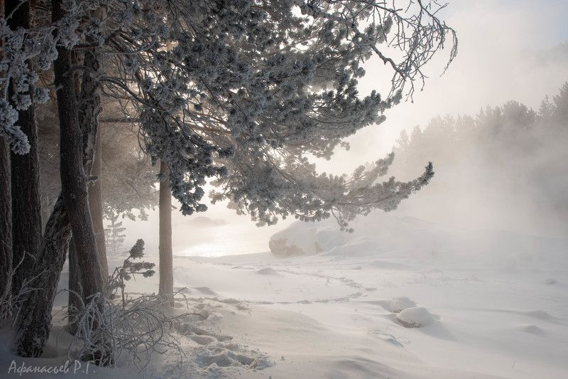 сосновый лес, енисей, хакасия, красноярский край, река, водохранилище Сосновый бор у Енисеяphoto preview