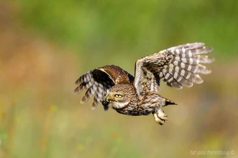 Deliveryphoto preview