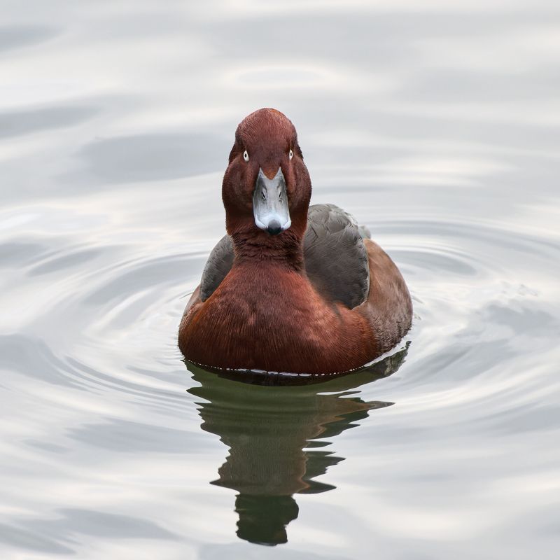 #bird #wildlife #nature #birdphotography Белоглазый нырокphoto preview
