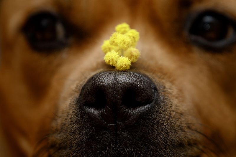 мимоза, весна, нос, собака Весна на носуphoto preview