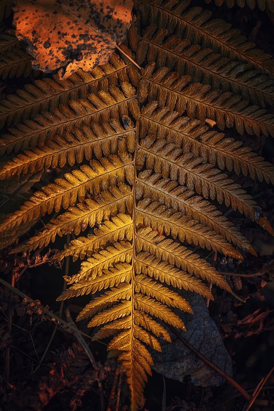 лист осень папаротник Осеннее... фото превью