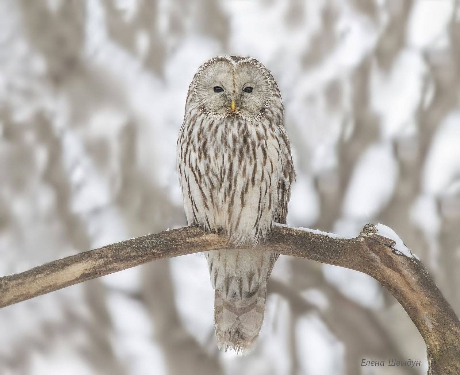bird of prey, animal, birds, bird, animal wildlife, nature, animals in the wild, птицы, птица, сова, длиннохвостая неясыть, ural owl, owls, owl, Елена Швыдун