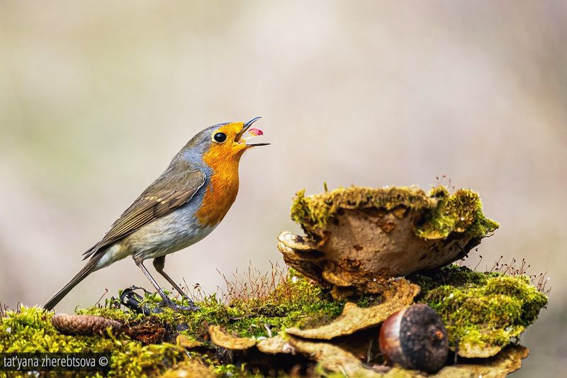 Зарянкаphoto preview