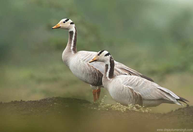Bar-headed goose Bar-headed goosephoto preview