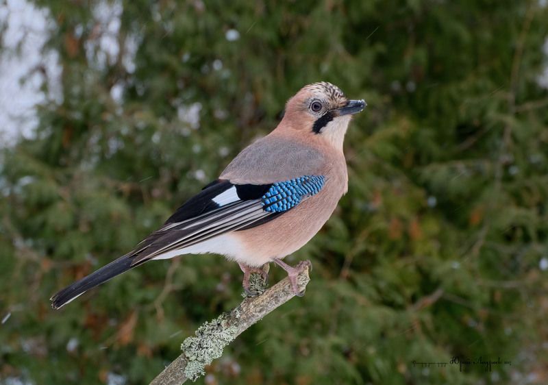 сойка, кареза, соя, врановые Просто сойка фото превью