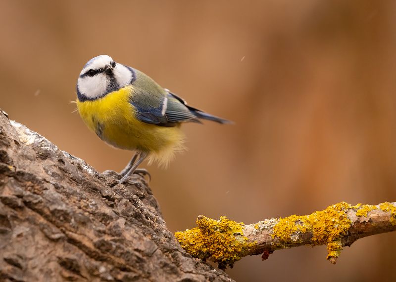 Titmousephoto preview