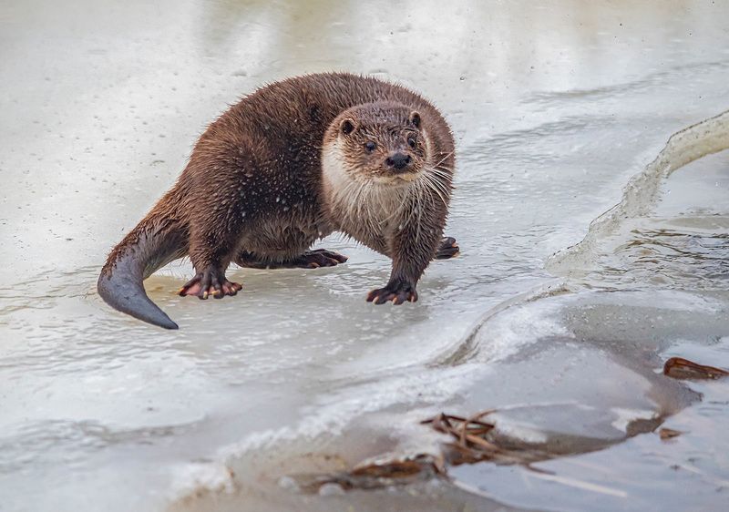 выдра, лед, зима, беларусь, красный бор На жемчужном льдуphoto preview