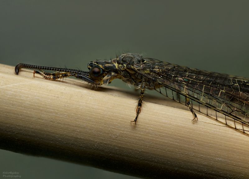 макро, природа, насекомые, муравьиный лев, лето, macro, nature, insects, antlion, summer, Муравьиный левphoto preview