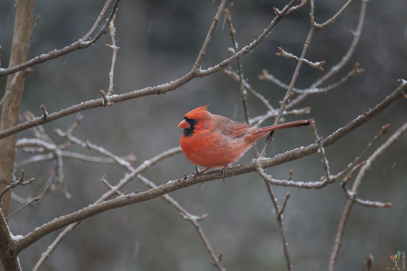 Cardinalphoto preview