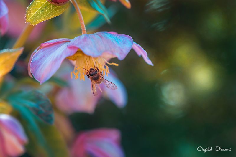 #art #macro #crystal_dreams #color #ditale \