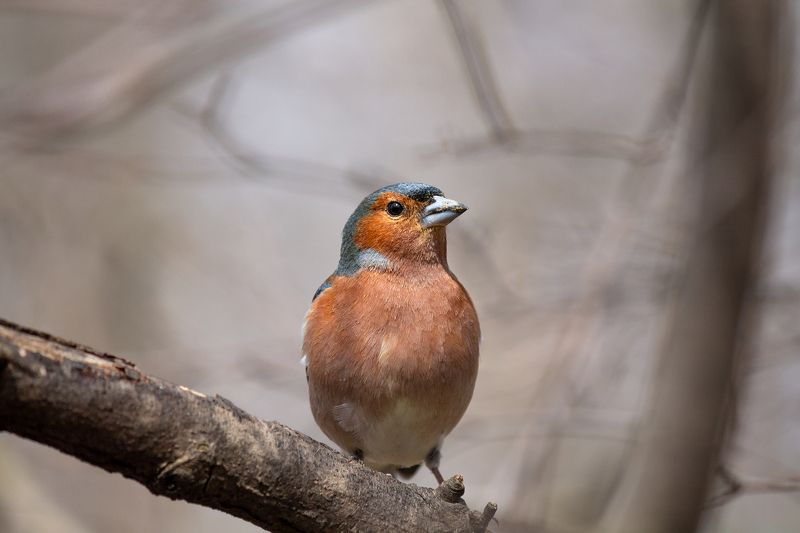 Портрет зяблика фото превью