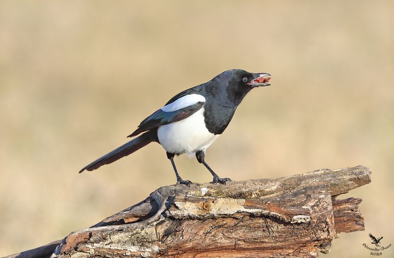 Жадность.photo preview