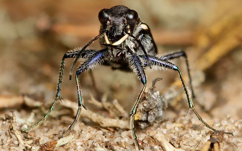 скакун лесной, cicindela sylvatica, скакуны, cicindelinae, жужелицы, carabidae, жук, портрет Последний взгляд муравьяphoto preview