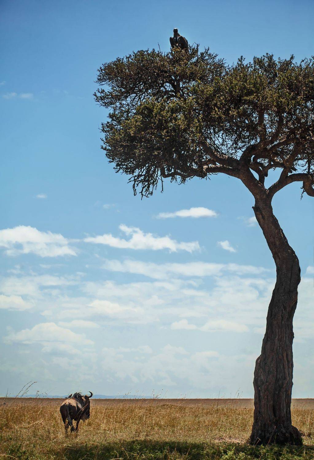 Автор: Lilia Tkachenko , Lilia Tkachenko