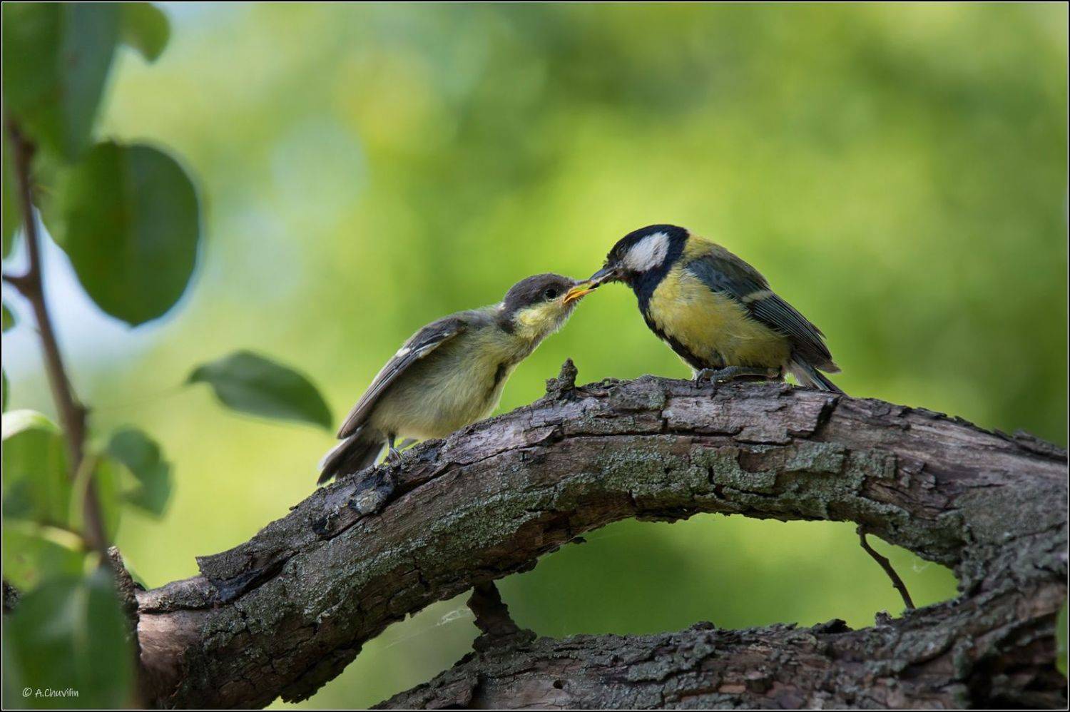 большие,синицы,папа,птенец,слёток,кормление, Александр Чувилин
