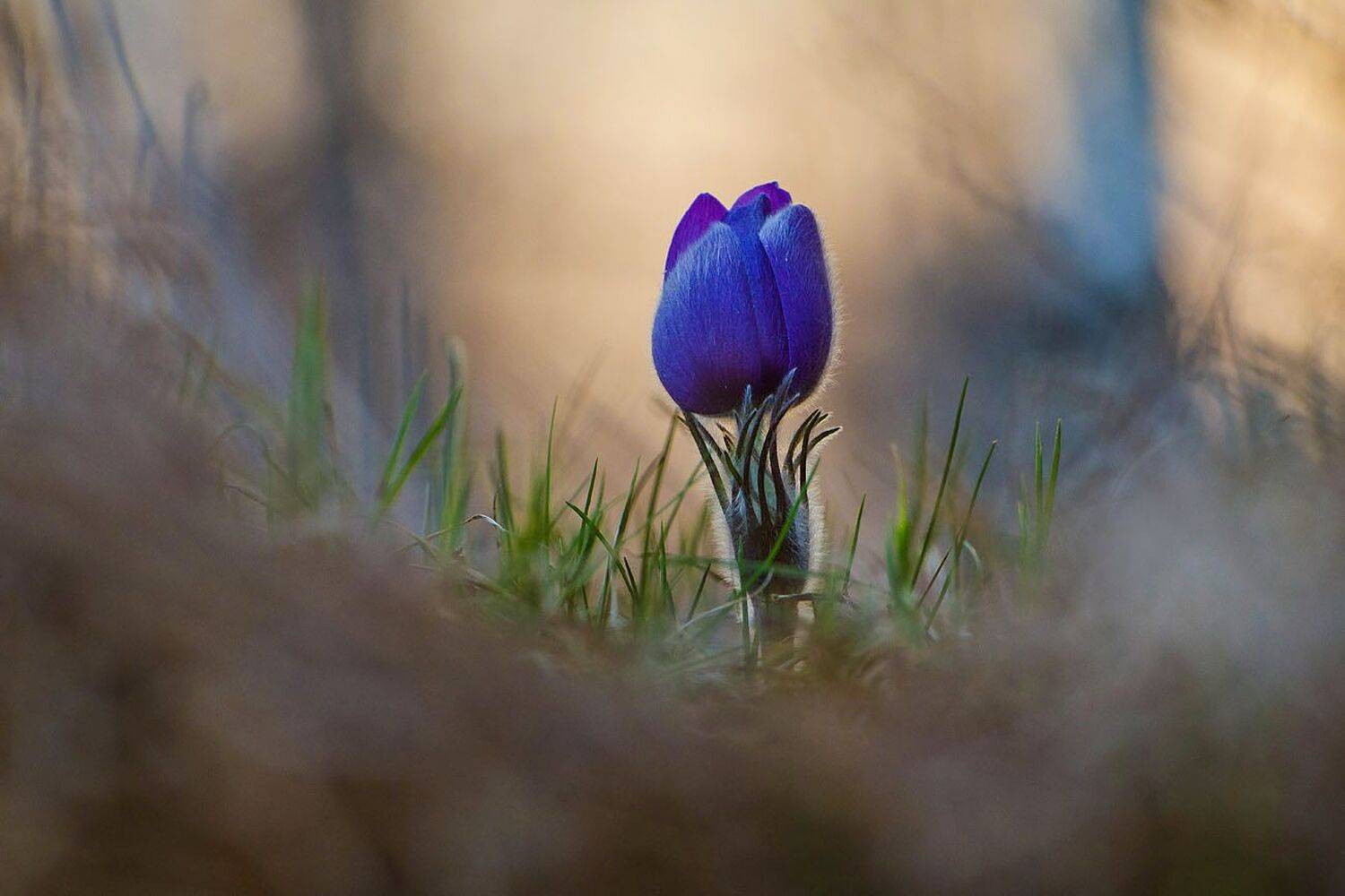 сон - трава, бутон, Михаил Агеев