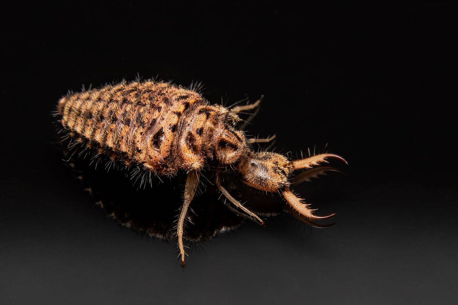 macrophoto, macrophotography, enthomology, insect, insectphoto, insectlovers, nature, predator,, Stephane