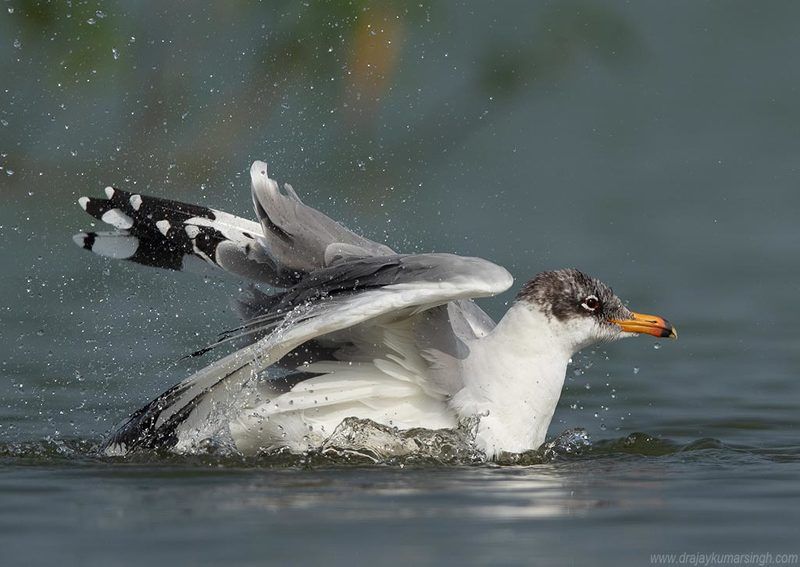 Pallass gull  Pallas\'s gull photo preview
