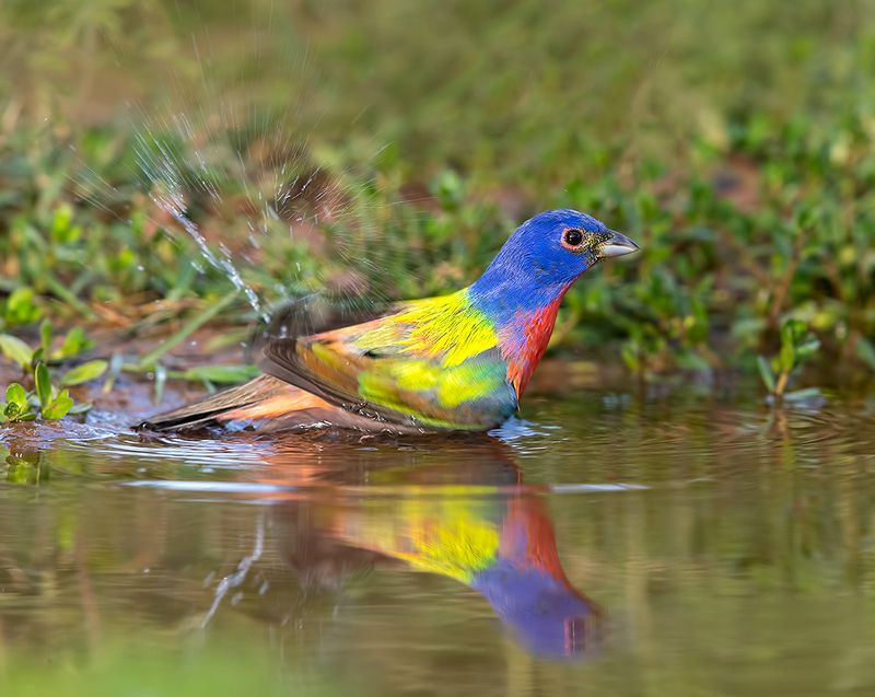 расписной овсянковый кардинал, painted bunting, кардинал Painted bunting - Расписной овсянковый кардиналphoto preview