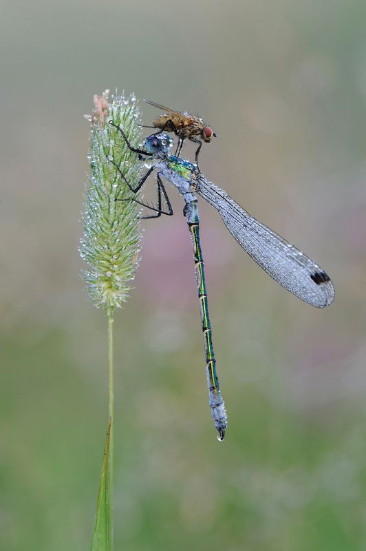 Головная боль.photo preview