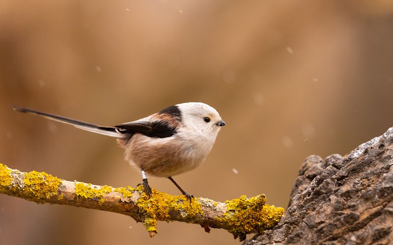 Long-teiled Tiphoto preview