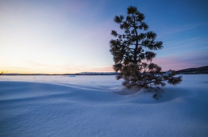 зима, сугробы, мороз, закат, солнце, север, сосна, сугробы, озеро Снежное покрывалоphoto preview