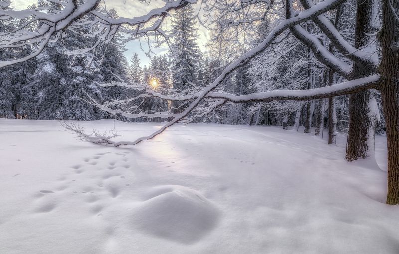 март весна снег утро павловск рассвет Зимний месяц мартphoto preview