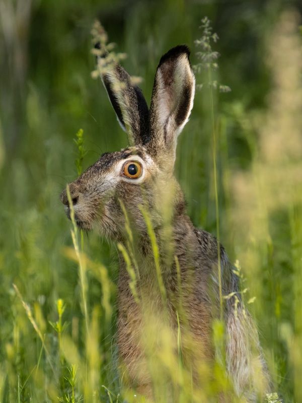 заяц Русак фото превью
