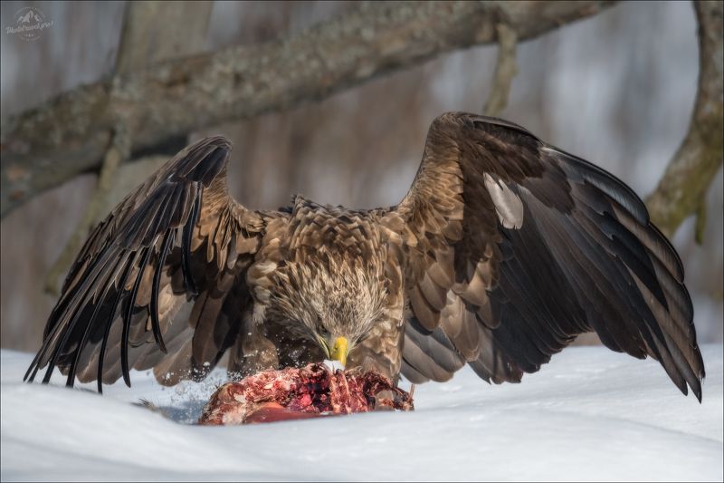 красный бор, фототур в красный бор, беларусь, орлан-белохвост, орлан, сероватень, haliaeetus albicilla, белохвостый орлан, white-tailed eagle, фотоохота Орлан-белохвостphoto preview