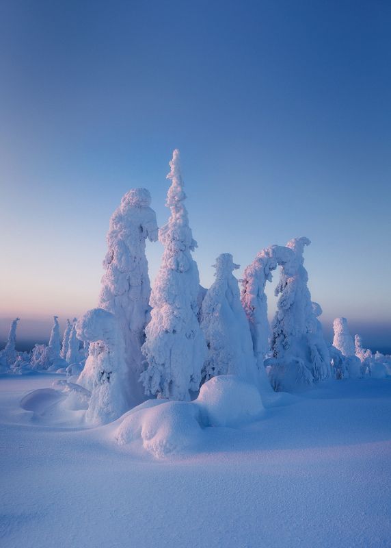 карелия, паанаярви, зима, ноурунен, пейзаж Обитатели горы Ноуруненphoto preview
