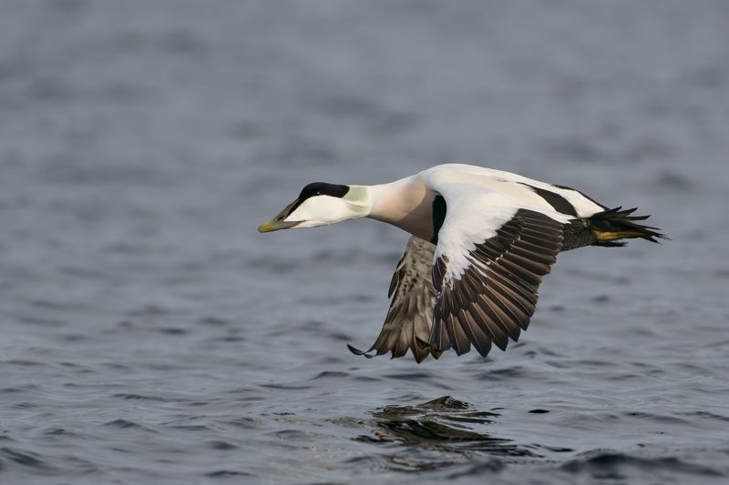 полет. photo preview