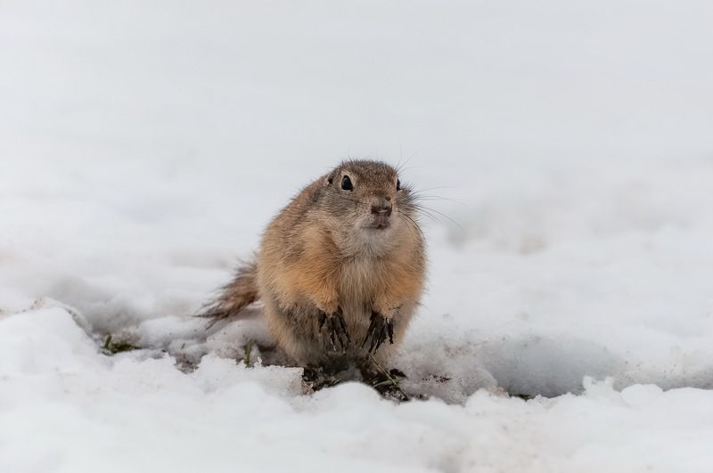 суслик, снег, весна, сибирь Вот и весна!photo preview