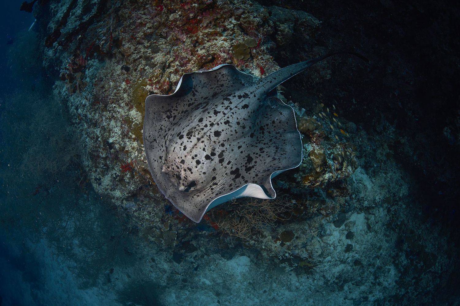 Фламенко. Автор: PAVEL PEREPECHAEV скат, дайвинг, подводная фотосъемка, мальдивы, PAVEL PEREPECHAEV