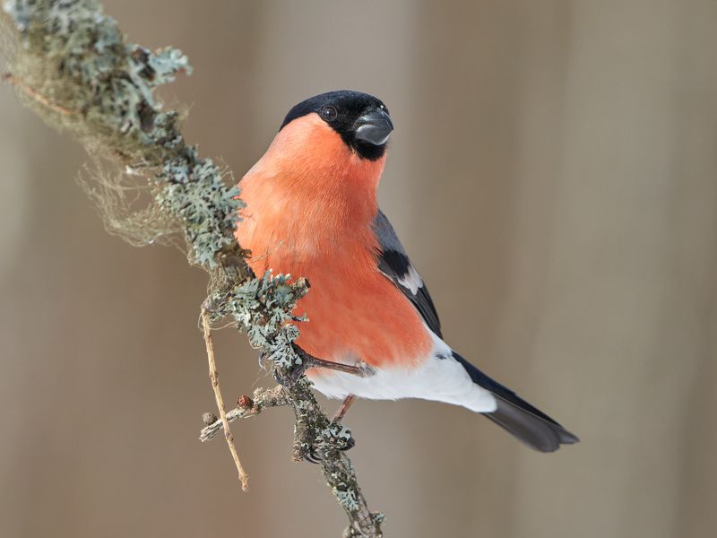 птицы, снегирь Снегирьphoto preview
