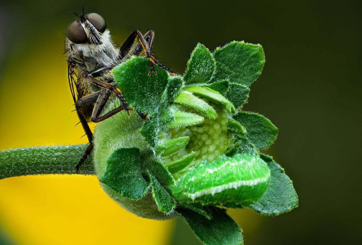 Ктырь. Автор: Антон Финевич , Антон Финевич