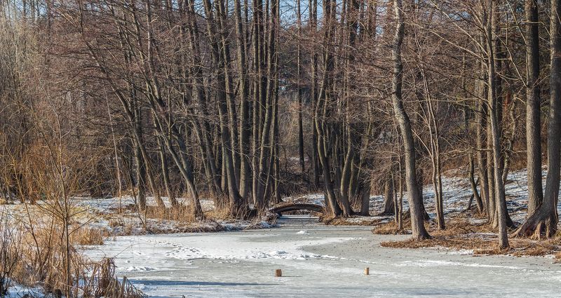 лес, деревья, природа photo preview