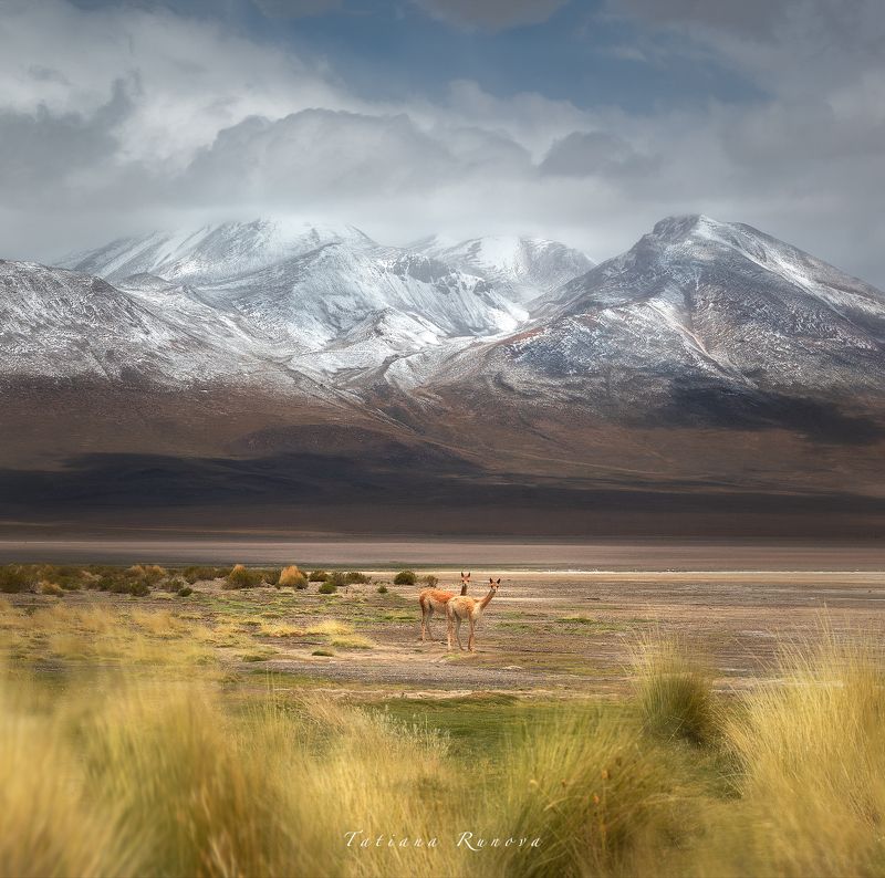 Грациозные викуньи Лагуны Канапаphoto preview