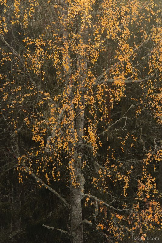 искусство природы, ленинградская область, карельский перешеек, времена года, арт Кружеваphoto preview