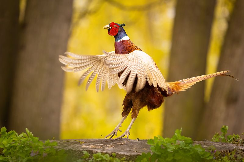Pheasantphoto preview
