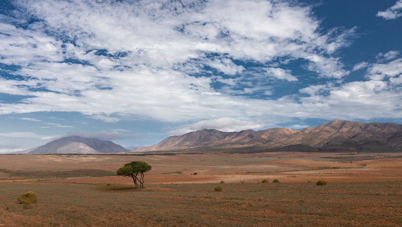 south africa, landscapes, desert, hills, mountains, savanna, safari, tree, lonely tree Loneliness photo preview