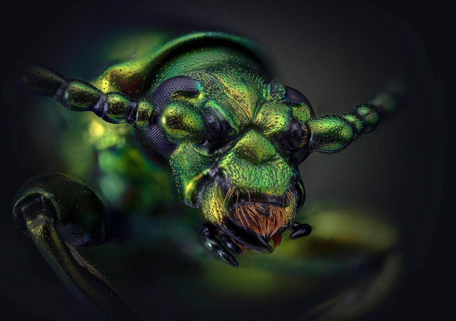 Хмурый мужичек. Автор: Eugenijus Kavaliauskas , Eugenijus Kavaliauskas