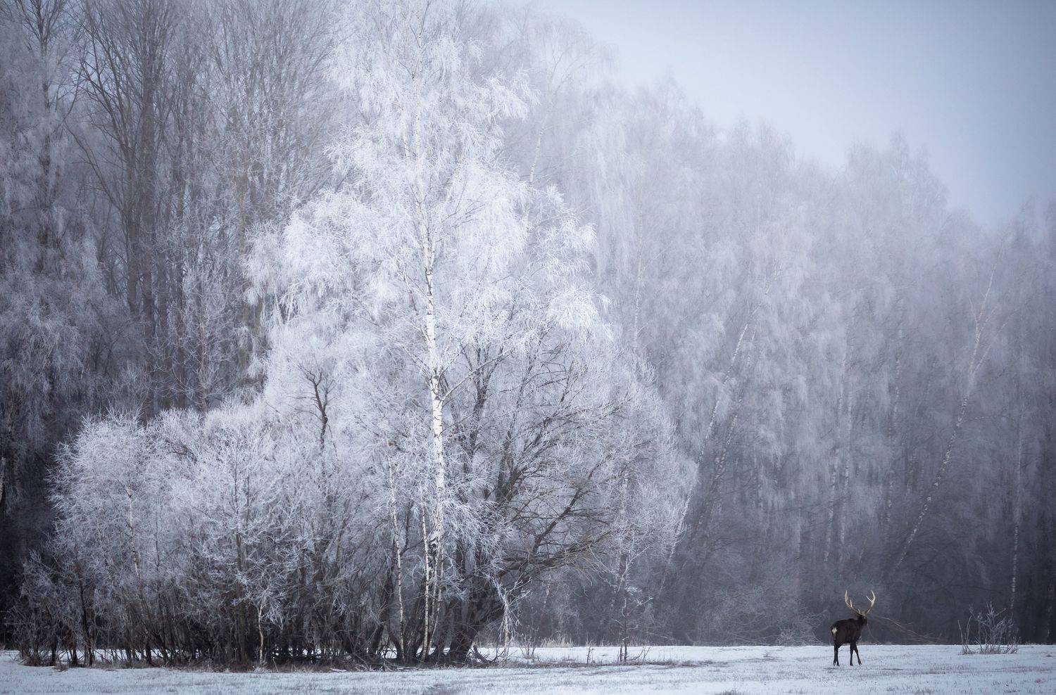 Один день из жизни зимы.. Автор: Веревченко Михаил , Веревченко Михаил