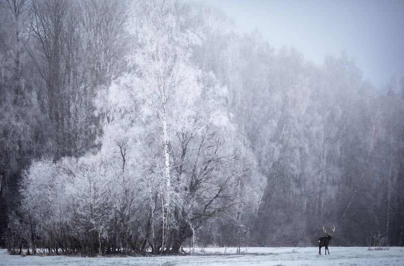Один день из жизни зимы.photo preview