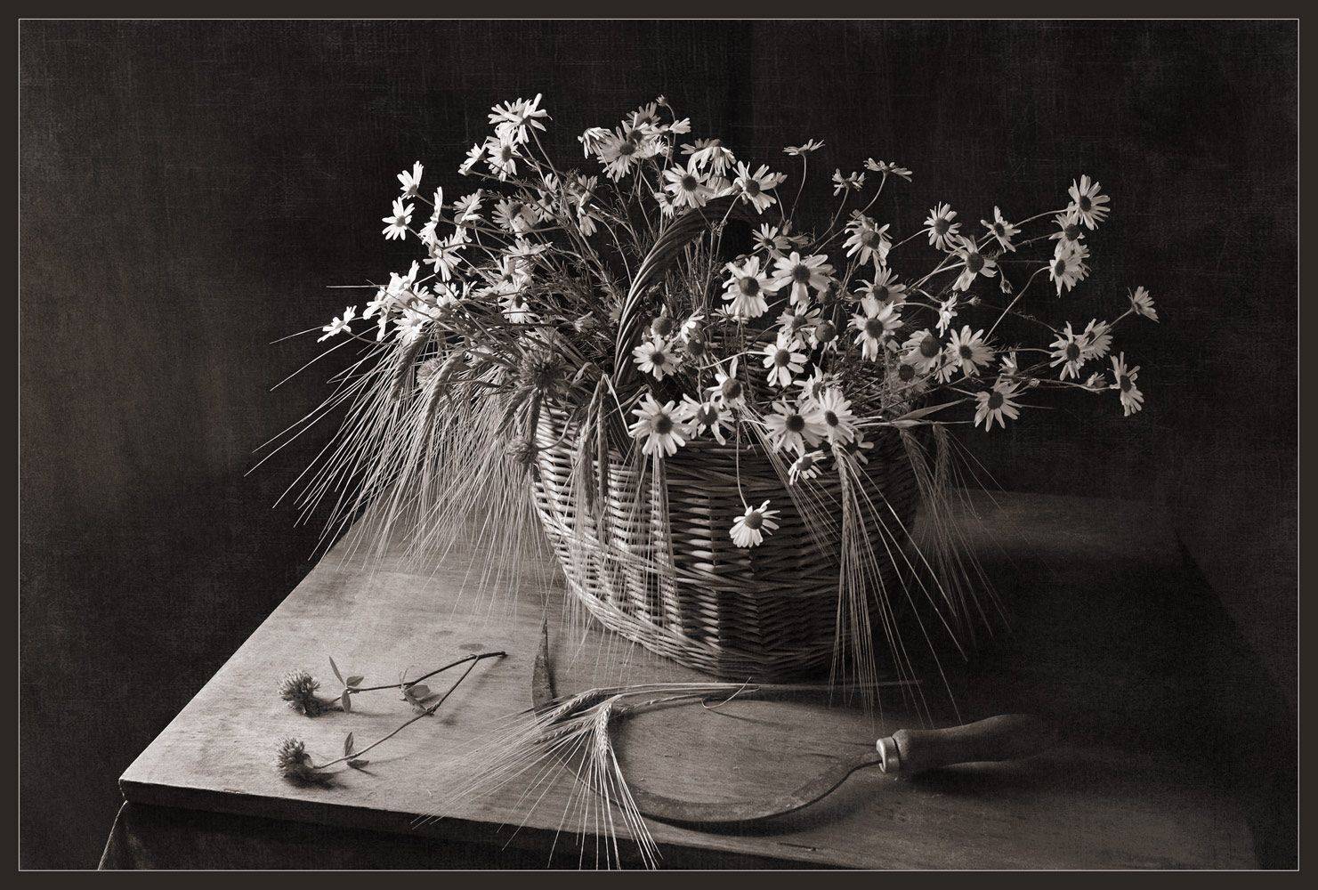 Ромашки в корзине. Автор: Анатолий Гулин , Анатолий Гулин