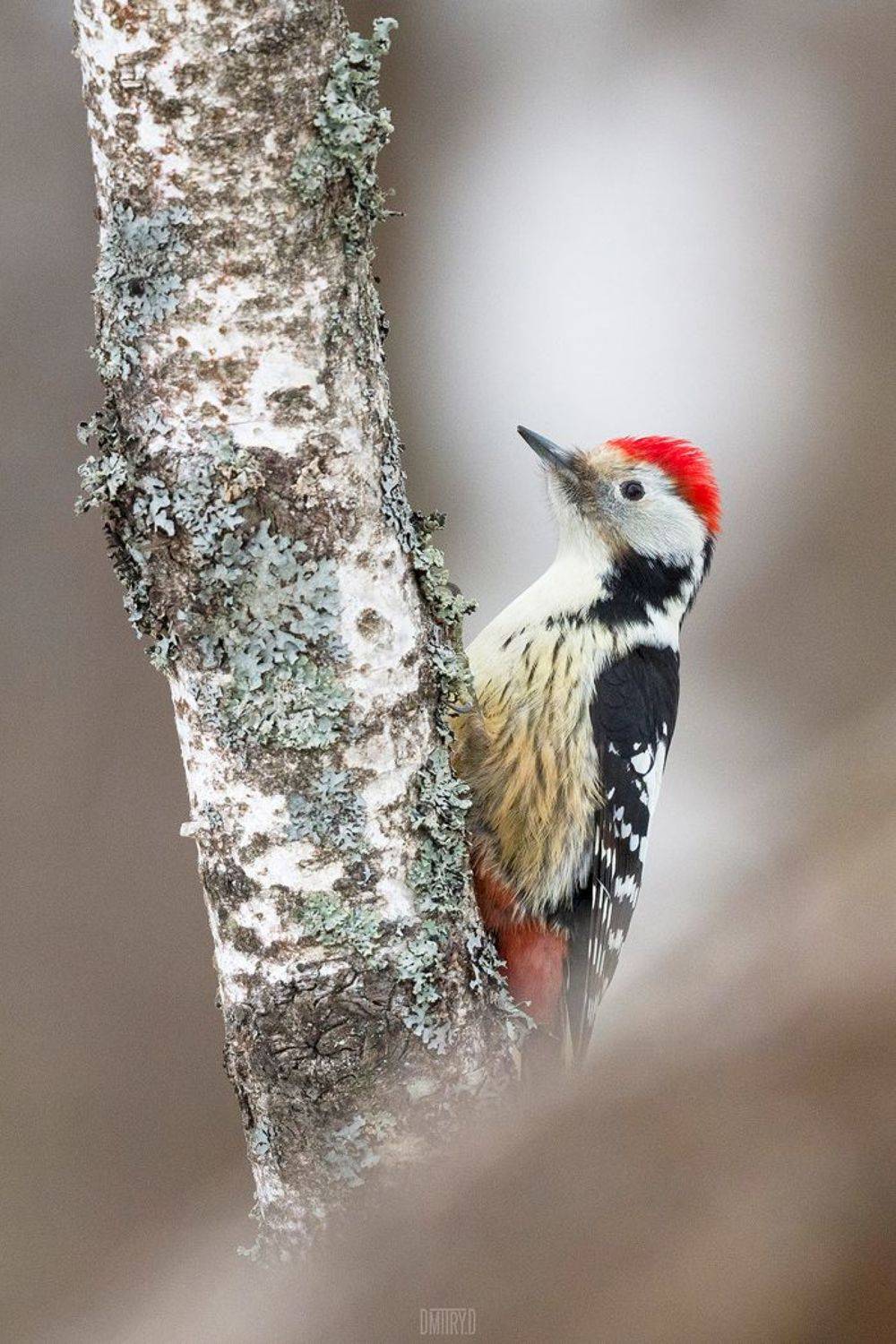 птица, дятел, лес, зима,, Дмитрий Доронин
