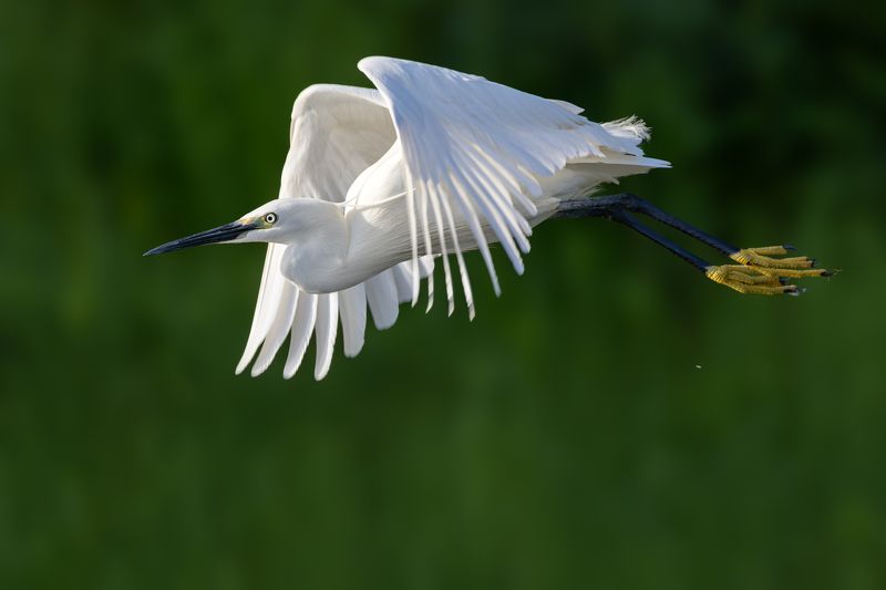 Little Egretphoto preview