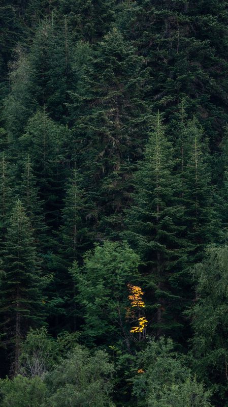 Среди пихтphoto preview