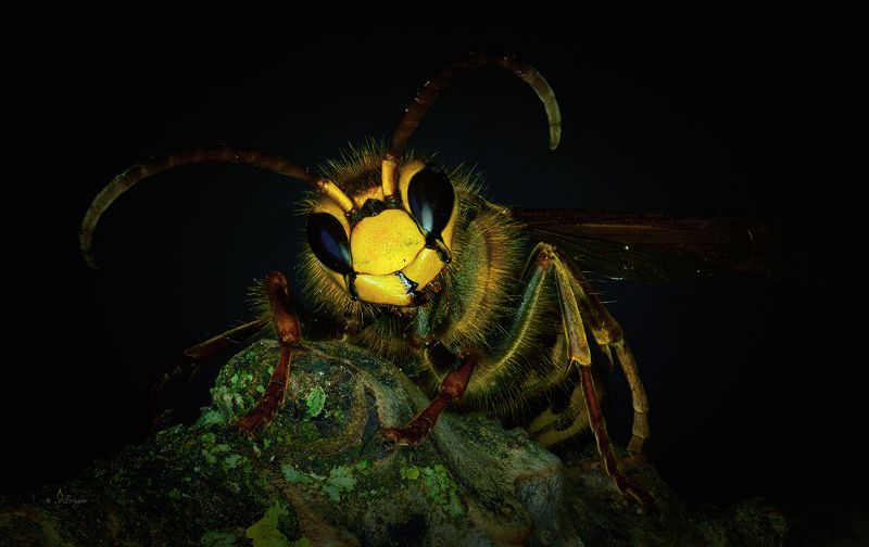 Беларусь Жужаphoto preview