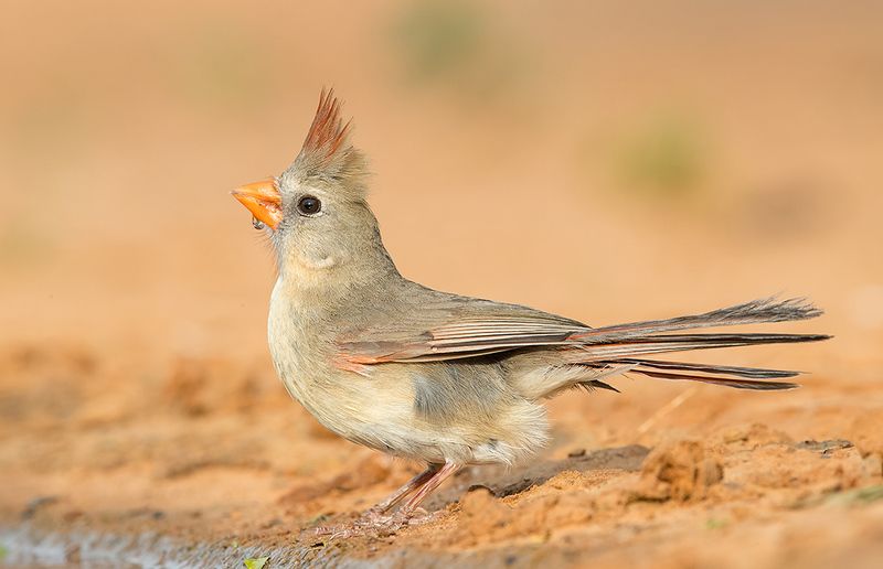 красный кардинал, northern cardinal, cardinal,кардинал, техас Female. Northern Cardinal - cамка. Красный кардиналphoto preview